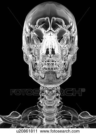 Stock Image - Human skull, computer illustration.. Fotosearch