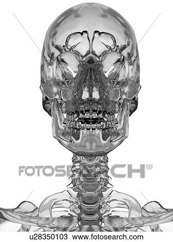 Stock Image - Human skull, computer illustration.. Fotosearch
