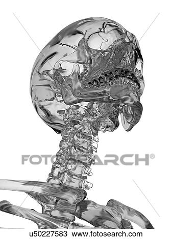 Human skull, computer illustration. View Large Photo Image Stock Image - Human skull, computer illustration.. Fotosearch