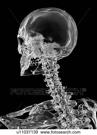 Human skull, computer illustration. View Large Photo Image Stock Photo - Human skull, computer illustration.. Fotosearch