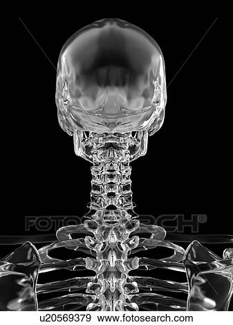 Human skull, computer illustration. View Large Photo Image Stock Photo - Human skull, computer illustration.. Fotosearch