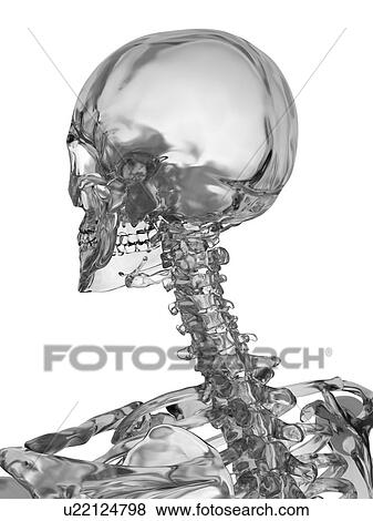 Human skull, computer illustration. View Large Photo Image Stock Photo - Human skull, computer illustration.. Fotosearch