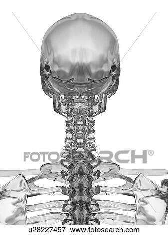 Human skull, computer illustration. View Large Photo Image Stock Photo - Human skull, computer illustration.. Fotosearch