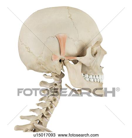 Human skull muscles, computer illustration. View Large Photo Image Stock Image - Human skull muscles, computer illustration.. Fotosearch