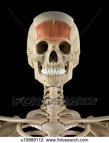 Stock Image - Human skull muscles, computer illustration.. Fotosearch
