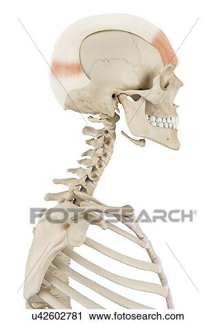 Human skull muscles, computer illustration. View Large Photo Image Stock Image - Human skull muscles, computer illustration.. Fotosearch