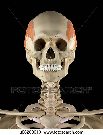 Human skull muscles, computer illustration. View Large Photo Image Stock Image - Human skull muscles, computer illustration.. Fotosearch