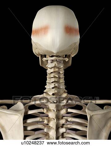Human skull muscles, computer illustration. View Large Photo Image Stock Photo - Human skull muscles, computer illustration.. Fotosearch