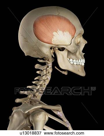 Human skull muscles, computer illustration. View Large Photo Image Stock Photo - Human skull muscles, computer illustration.. Fotosearch