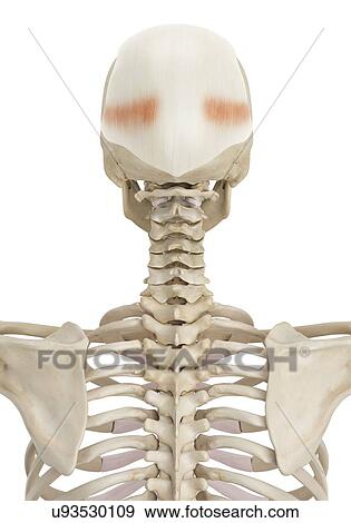 Stock Photo - Human skull muscles, computer illustration.. Fotosearch