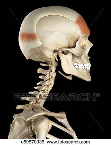 Stock Photography - Human skull muscles, computer illustration.. Fotosearch