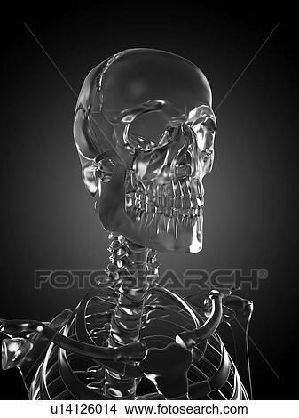 Human skull rendered in glass, computer artwork. View Large Photo Image Picture - Human skull rendered in glass, computer artwork.. Fotosearch