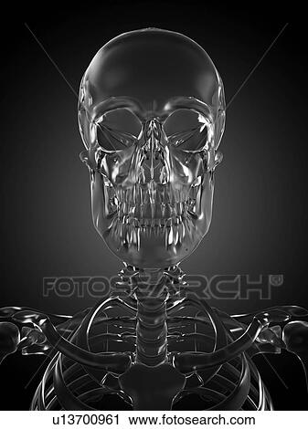 Stock Image - Human skull rendered in glass, computer artwork.. Fotosearch
