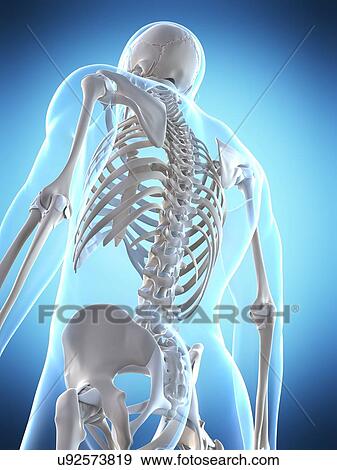 Stock Photo - Human spine, computer artwork.. Fotosearch