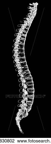 Stock Image - Human spine, computer illustration.. Fotosearch