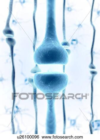 Stock Photograph - Human synapse, compute artwork.. Fotosearch