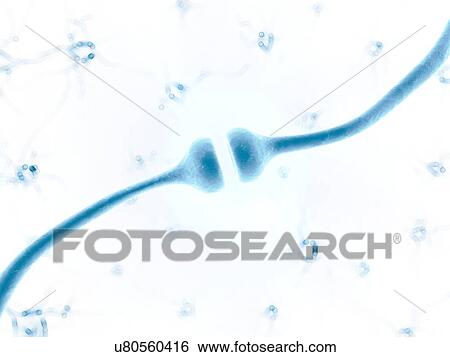Stock Photograph - Human synapse, compute artwork.. Fotosearch