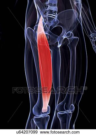 Human thigh muscle, computer artwork. View Large Photo Image Stock Photo - Human thigh muscle, computer artwork.. Fotosearch