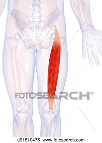 Human thigh muscle, computer artwork. View Large Photo Image Stock Photography - Human thigh muscle, computer artwork.. Fotosearch