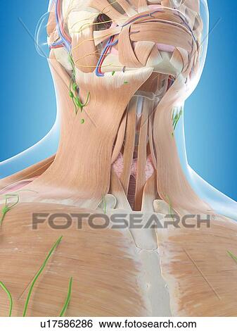 Human throat, computer illustration. View Large Photo Image Stock Photograph - Human throat, computer illustration.. Fotosearch