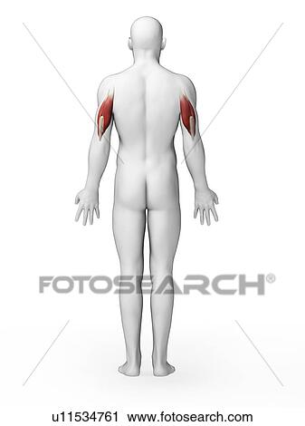 Human triceps, computer artwork. View Large Photo Image Stock Image - Human triceps, computer artwork.. Fotosearch