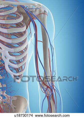 Human vascular system, computer illustration. View Large Photo Image Picture - Human vascular system, computer illustration.. Fotosearch
