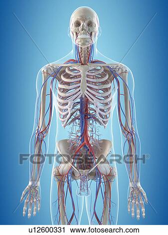 Human vascular system, computer illustration. View Large Photo Image Stock Image - Human vascular system, computer illustration.. Fotosearch