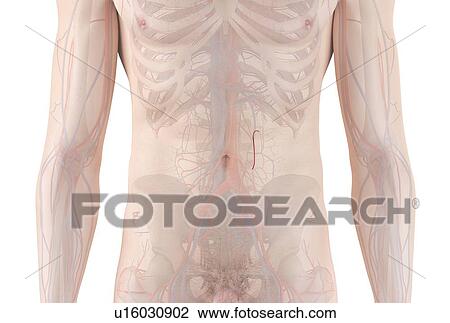 Human vascular system, computer illustration. View Large Photo Image Stock Image - Human vascular system, computer illustration.. Fotosearch