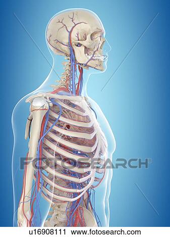 Stock Image - Human vascular system, computer illustration.. Fotosearch