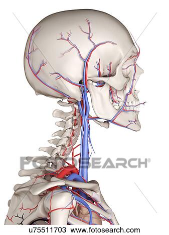 Human vascular system, computer illustration. View Large Photo Image Stock Image - Human vascular system, computer illustration.. Fotosearch