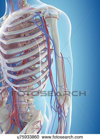 Stock Image - Human vascular system, computer illustration.. Fotosearch