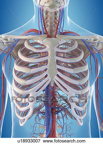 Human vascular system, computer illustration. View Large Photo Image Stock Photo - Human vascular system, computer illustration.. Fotosearch