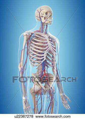 Human vascular system, computer illustration. View Large Photo Image Stock Photo - Human vascular system, computer illustration.. Fotosearch