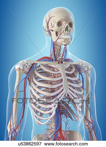 Human vascular system, computer illustration. View Large Photo Image Stock Photo - Human vascular system, computer illustration.. Fotosearch