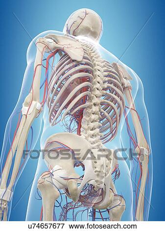 Human vascular system, computer illustration. View Large Photo Image Stock Photo - Human vascular system, computer illustration.. Fotosearch