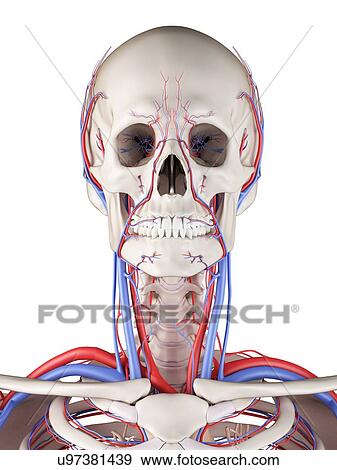 Human vascular system, computer illustration. View Large Photo Image Stock Photo - Human vascular system, computer illustration.. Fotosearch