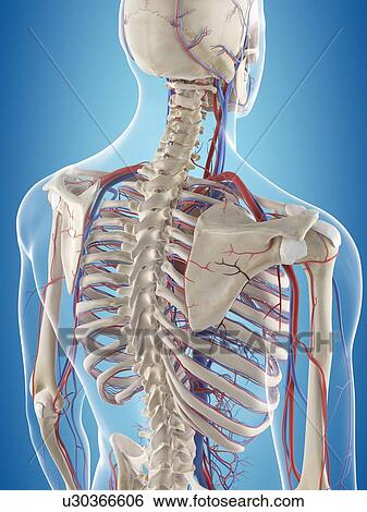 Stock Photograph - Human vascular system, computer illustration.. Fotosearch