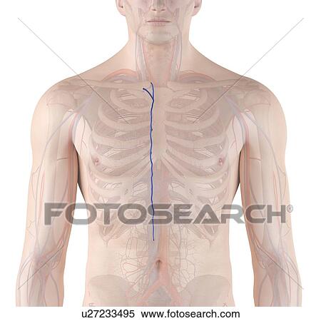 Human vascular system, computer illustration. View Large Photo Image Stock Photography - Human vascular system, computer illustration.. Fotosearch