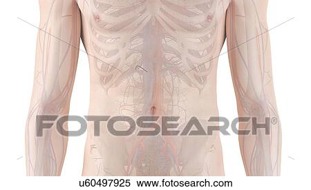 Human vascular system, computer illustration. View Large Photo Image Stock Photography - Human vascular system, computer illustration.. Fotosearch