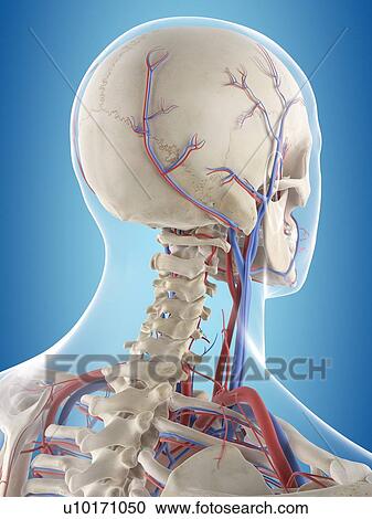 Stock Image - Human vascular system of the head, computer illustration.. Fotosearch
