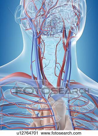 Stock Image - Human vascular system of the head, computer illustration.. Fotosearch