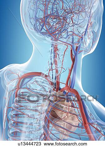 Human vascular system of the head, computer illustration. View Large Photo Image Stock Image - Human vascular system of the head, computer illustration.. Fotosearch