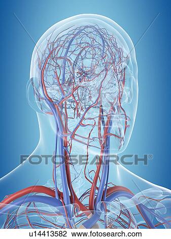Human vascular system of the head, computer illustration. View Large Photo Image Stock Image - Human vascular system of the head, computer illustration.. Fotosearch