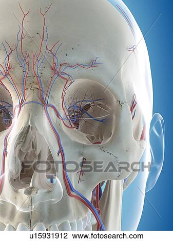 Human vascular system of the head, computer illustration. View Large Photo Image Stock Image - Human vascular system of the head, computer illustration.. Fotosearch