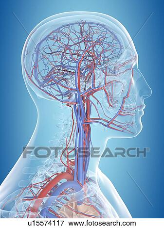 Human vascular system of the head, computer illustration. View Large Photo Image Stock Photo - Human vascular system of the head, computer illustration.. Fotosearch