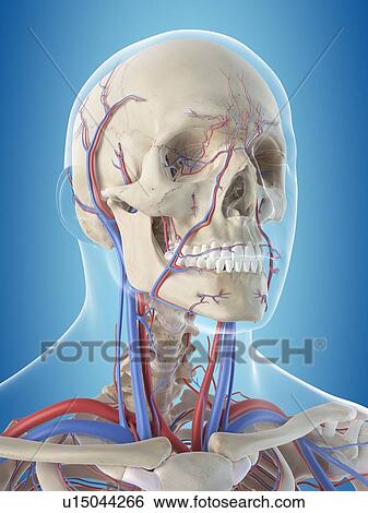 Stock Photograph - Human vascular system of the head, computer illustration.. Fotosearch