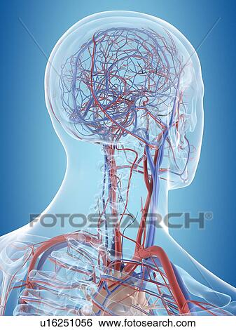 Stock Photograph - Human vascular system of the head, computer illustration.. Fotosearch
