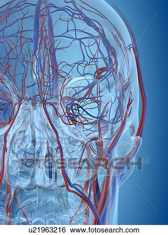 Stock Photograph - Human vascular system of the head, computer illustration.. Fotosearch