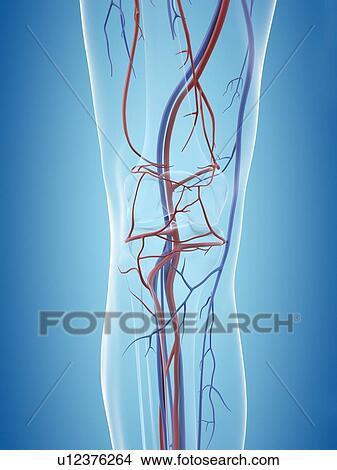 Human vascular system of the leg, computer illustration. View Large Photo Image Picture - Human vascular system of the leg, computer illustration.. Fotosearch