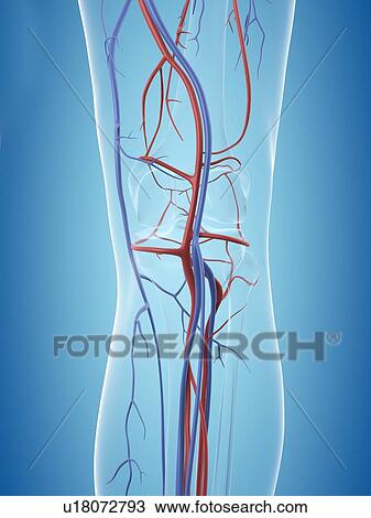 Human vascular system of the leg, computer illustration. View Large Photo Image Stock Image - Human vascular system of the leg, computer illustration.. Fotosearch